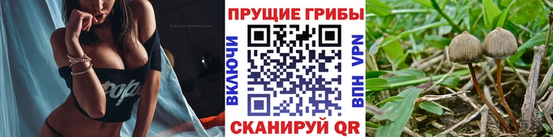 Псилоцибиновые грибы Cubensis  Пятигорск 